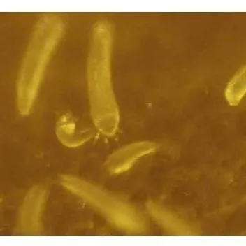 thumbnail for publication: Coconut mite, Aceria guerreronis (Keifer)